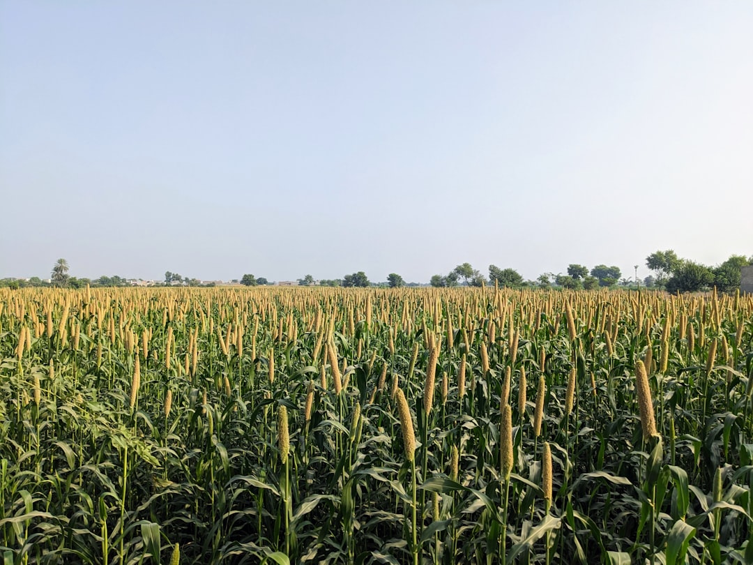 DT Silvertown — structured crop rows
