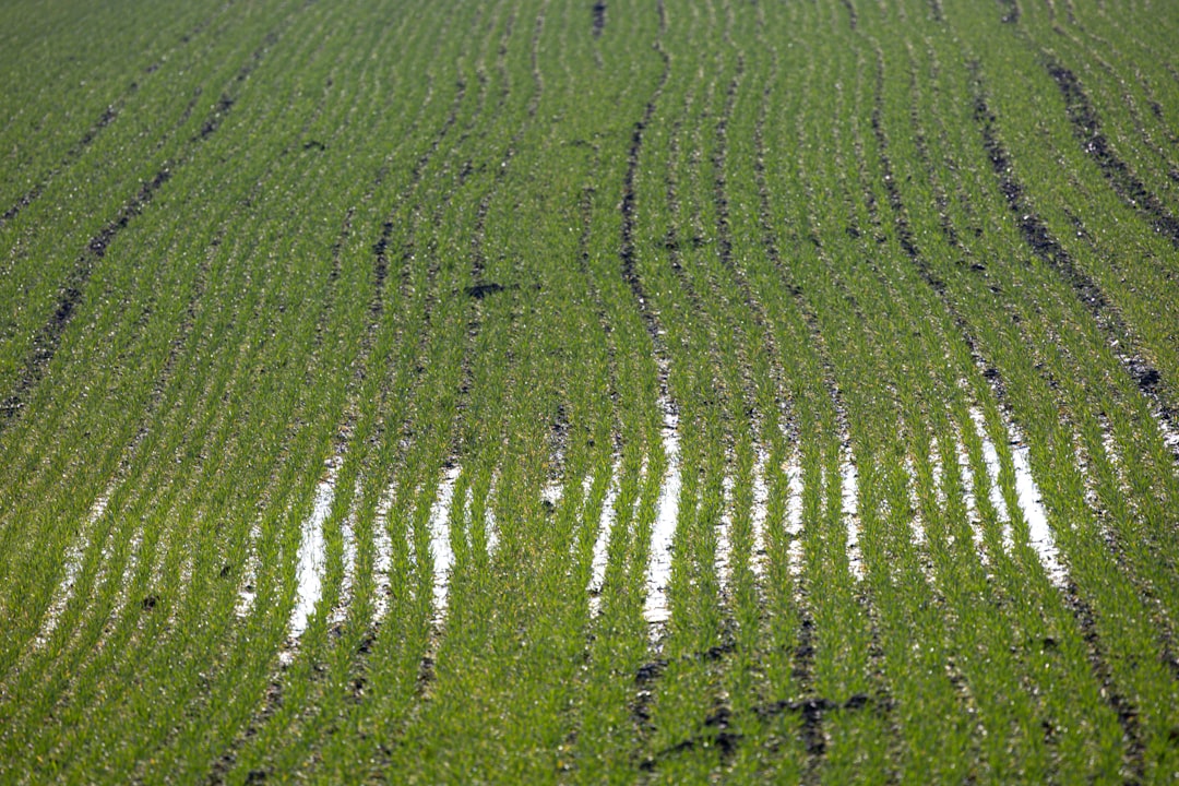 Leguminous Crops