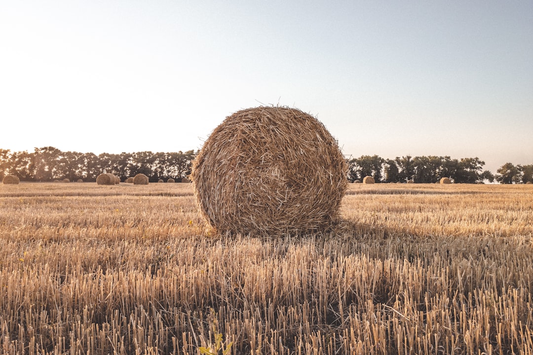 Golden wheat — DT Silvertown