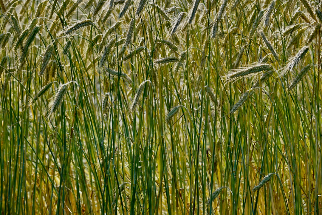 Wheat grain close up — DT Silvertown crop production